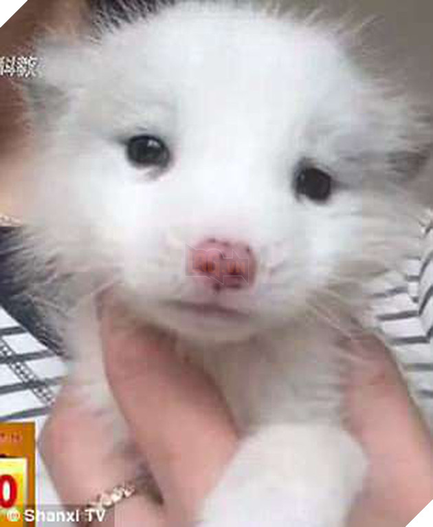 Nu&#244;i dưỡng cả năm trời, người phụ nữ bất ngờ ph&#225;t hiện ra con ch&#243; của m&#236;nh l&#224; c&#225;o hoang - Ảnh 1.