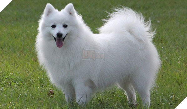 Nuôi dưỡng cả năm trời, người phụ nữ bất ngờ phát hiện ra con chó của mình là cáo hoang - Ảnh 3.