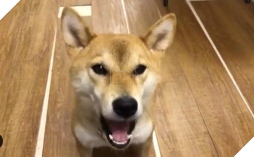 Cả thế giới ra đây mà xem chú chó shiba nói tiếng Nhật vanh vách thế này!