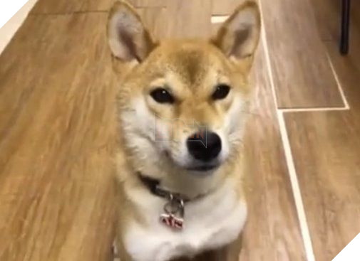 Cả thế giới ra đây mà xem chú chó shiba nói tiếng Nhật vanh vách thế này!