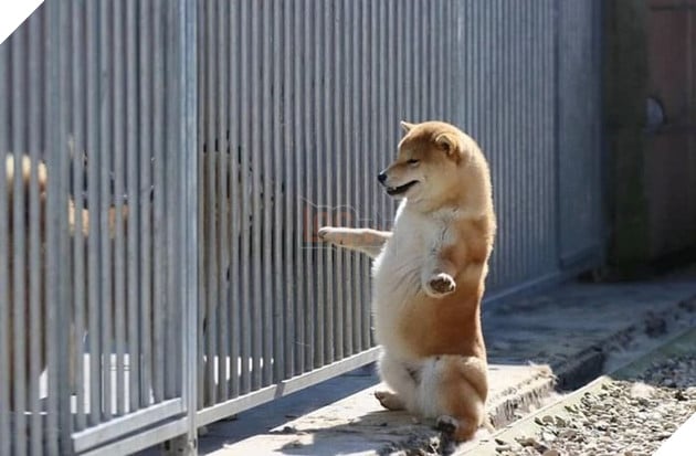 Bạn là fan của loài chó Shiba? Nếu vậy, hãy xem những ảnh chó Shiba hài hước này để được thư giãn và cười đùa cùng những chú cún dễ thương này. Bạn sẽ không thể chối từ được sự quyến rũ của chúng, với đôi tai to và những biểu cảm ngộ nghĩnh.