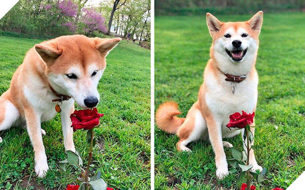 
Chúng có thể tìm được niềm vui từ những điều nhỏ nhặt nhất.