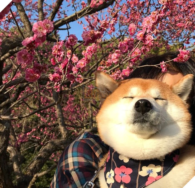 
Chúng rất  biết tận hưởng vẻ đẹp của thiên nhiên và vạn vật xung quanh mình.