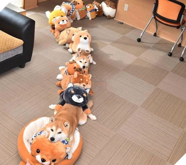 
Chúng có tinh thần đồng đội rất tuyệt vời.