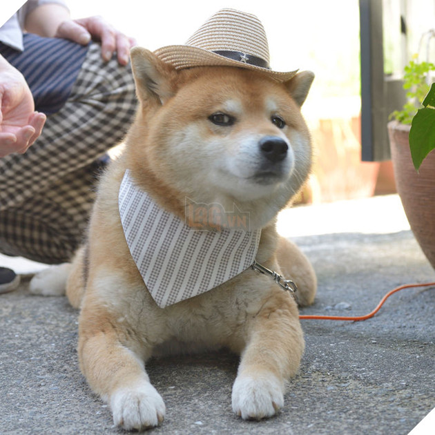 
Nhưng đôi khi chúng cũng rất đa nghi.