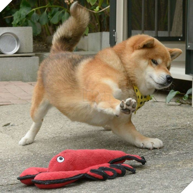 
Chúng biết cách chiến đấu với những thứ "đáng sợ" nhất.