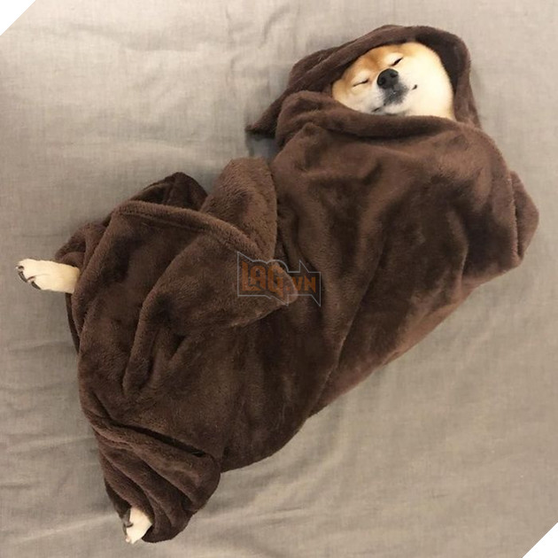 
Chúng hiểu được tầm quan trọng của việc nghỉ ngơi sau những giờ "quậy phá" mệt mỏi.