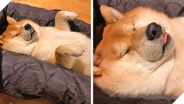 
Chúng biết cách dễ dàng buông bỏ mọi âu lo.