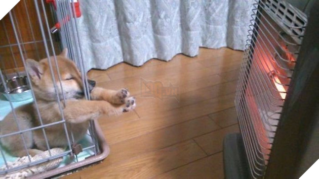 
Cực kì yêu thích những nơi ấm áp.