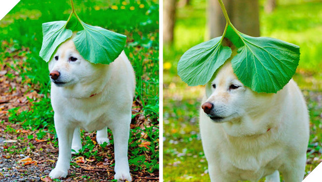 
Cũng vô cùng biết cách làm điệu cho bản thân.