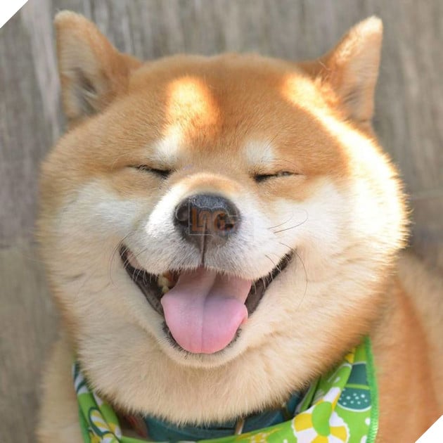 
Chúng là những đứa trẻ ngoan ngoãn và biết nghe lời.