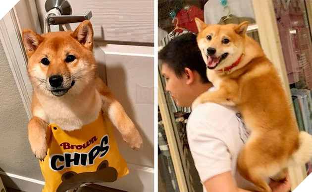 
Chúng dễ dàng mang theo chủ, nên chủ không phải lo lắng việc đi đâu xa.