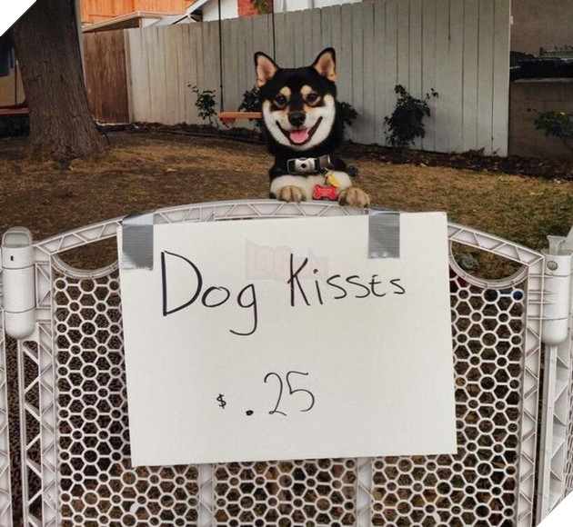 
Chúng rất biết cách kiếm tiền.