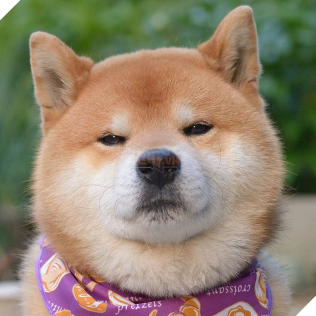 
Bạn đang buồn ư? Chúng sẽ buồn cùng bạn luôn nè!
Và khi bạn vui vẻ, chúng sẽ vui cùng bạn!