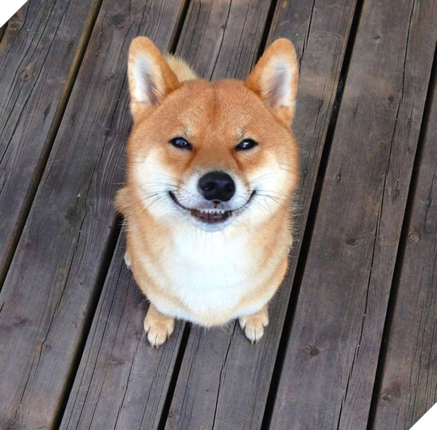 
Bạn đang buồn ư? Chúng sẽ buồn cùng bạn luôn nè!
Và khi bạn vui vẻ, chúng sẽ vui cùng bạn!