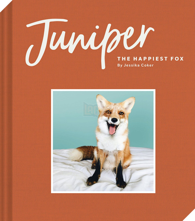 Gặp gỡ Juniper - Con cáo hớn hở nhất thế giới! - Ảnh 6. Gặp gỡ Juniper - Con cáo hớn hở nhất thế giới! - Ảnh 6.