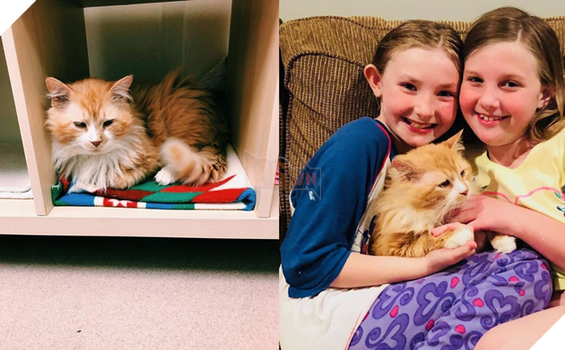 Sau khi bị đem cho, chú mèo vượt qua 12km tìm về với chủ cũ chỉ để bị ruồng bỏ lần 2 còn đau lòng hơn