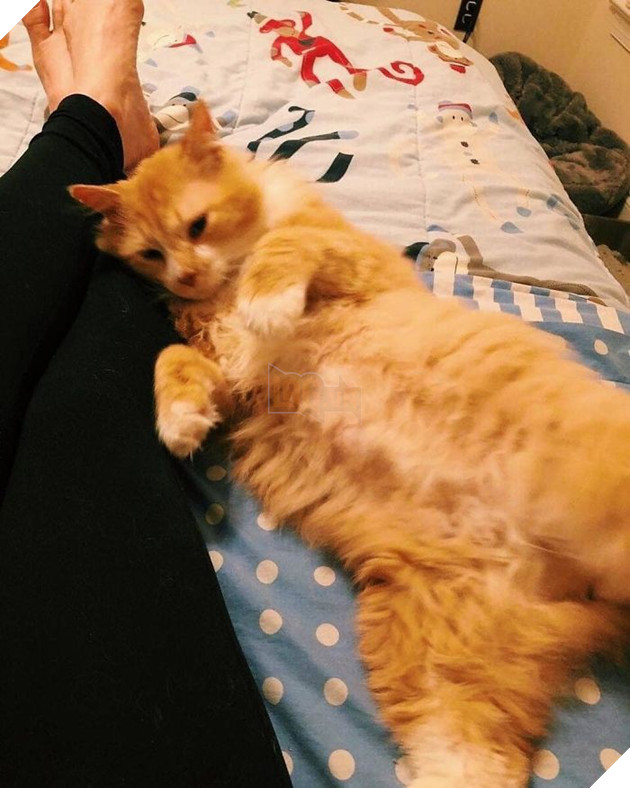 Sau khi bị đem cho, chú mèo vượt qua 12km tìm về với chủ cũ chỉ để bị ruồng bỏ lần 2 còn đau lòng hơn - Ảnh 6.