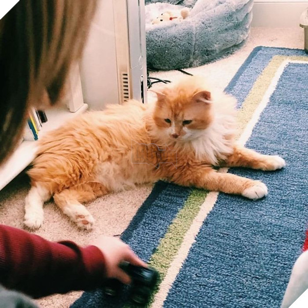 Sau khi bị đem cho, chú mèo vượt qua 12km tìm về với chủ cũ chỉ để bị ruồng bỏ lần 2 còn đau lòng hơn - Ảnh 7.