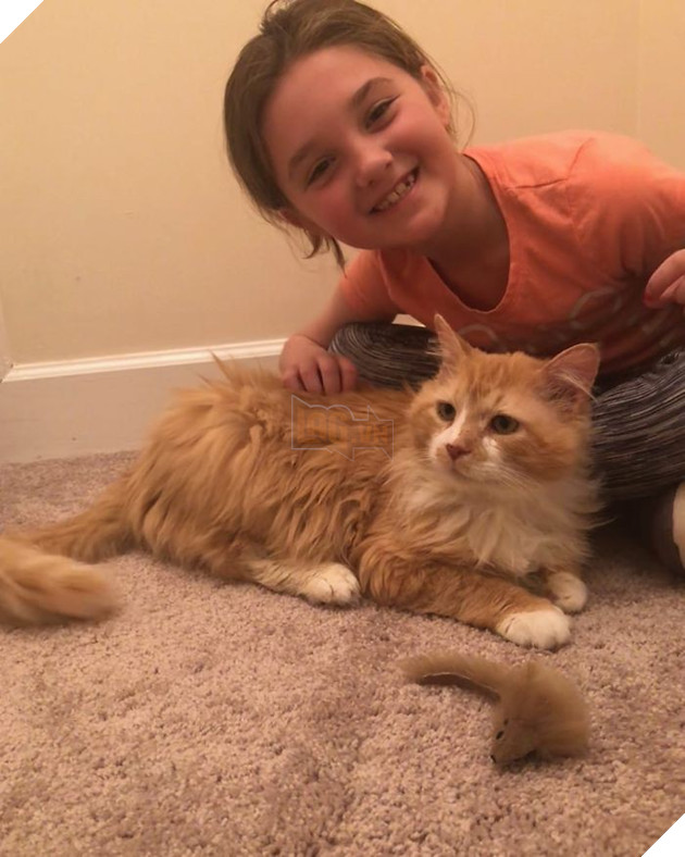 Sau khi bị đem cho, chú mèo vượt qua 12km tìm về với chủ cũ chỉ để bị ruồng bỏ lần 2 còn đau lòng hơn - Ảnh 8.