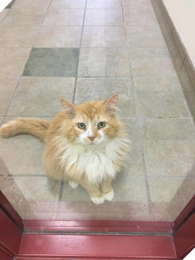 Sau khi bị đem cho, chú mèo vượt qua 12km tìm về với chủ cũ chỉ để bị ruồng bỏ lần 2 còn đau lòng hơn - Ảnh 1.