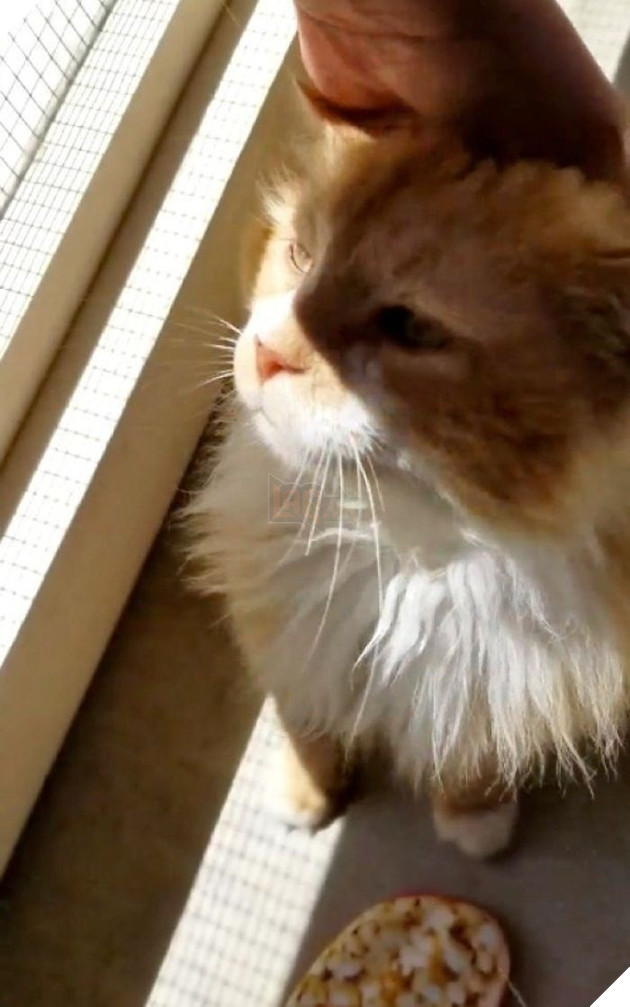 Sau khi bị đem cho, chú mèo vượt qua 12km tìm về với chủ cũ chỉ để bị ruồng bỏ lần 2 còn đau lòng hơn - Ảnh 2.