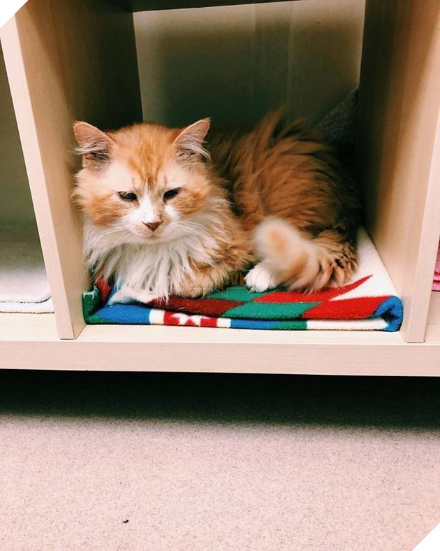 Sau khi bị đem cho, chú mèo vượt qua 12km tìm về với chủ cũ chỉ để bị ruồng bỏ lần 2 còn đau lòng hơn - Ảnh 3.