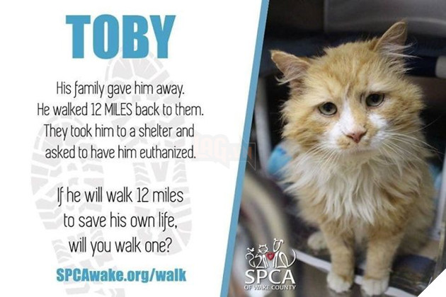 Sau khi bị đem cho, chú mèo vượt qua 12km tìm về với chủ cũ chỉ để bị ruồng bỏ lần 2 còn đau lòng hơn - Ảnh 4.