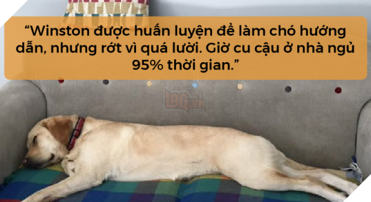 Profile như phim hài của 25 chú chó siêu cấp vô dụng trong cuộc thi Westminster Dog Show