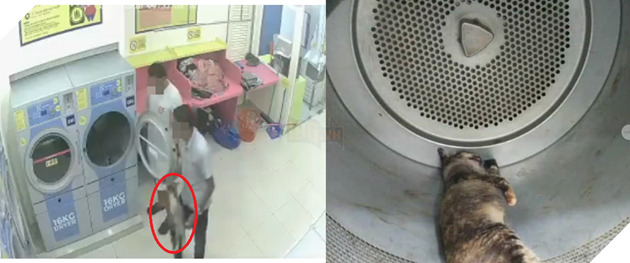 Mèo mẹ đang mang thai bị 2 thanh niên cho vào máy sấy chịu nóng đến chết khiến CĐM phẫn nộ
