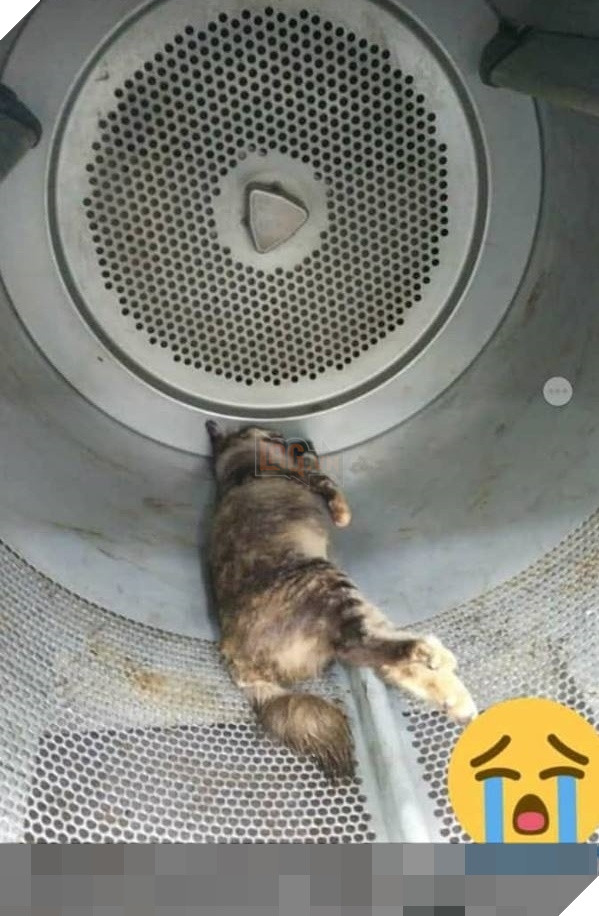 
Cô mèo đáng thương với chiếc bụng bầu cuối cùng đã phải chết trong đau đớn vì hành động độc ác của 2 người thanh niên