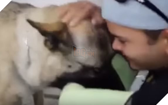 
Chú chó dần liệm đi...