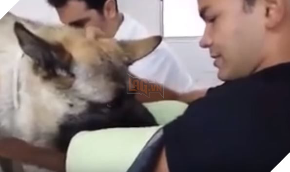 Rơi nước mắt trước khoảnh khắc tạm biệt nhau giữa chủ và chú chó bị ung thư