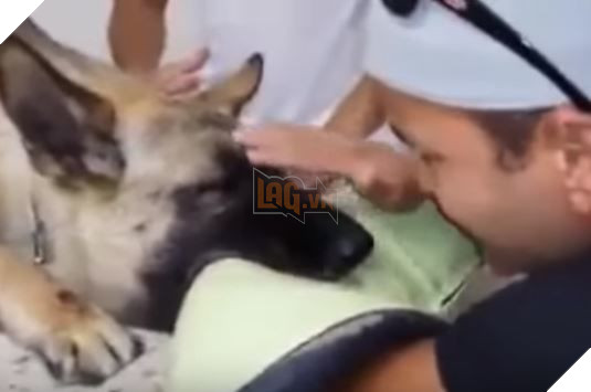 Rơi nước mắt trước khoảnh khắc tạm biệt nhau giữa chủ và chú chó bị ung thư