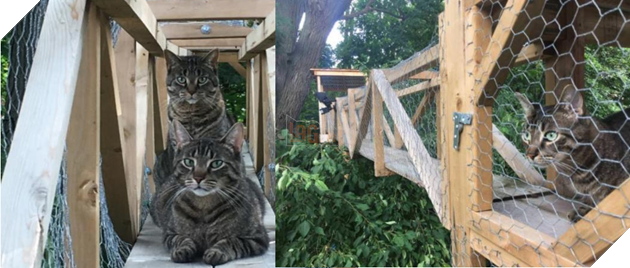 ‘Sen tận tụy của năm’ xây hẳn nhà trên cây đẹp lung linh cho boss thoải mái nô đùa