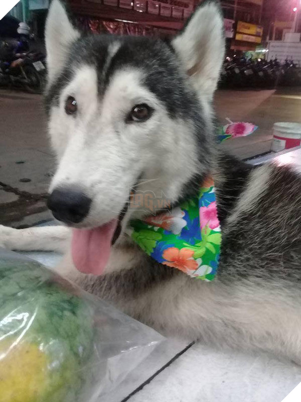 
Hình ảnh chú chó đáng yêu được chủ nhân nó chia sẻ