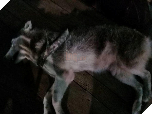 Dân mạng phẫn nộ khi chứng kiến cảnh chú chó đang ngồi chơi bị xe cán qua tàn nhẫn