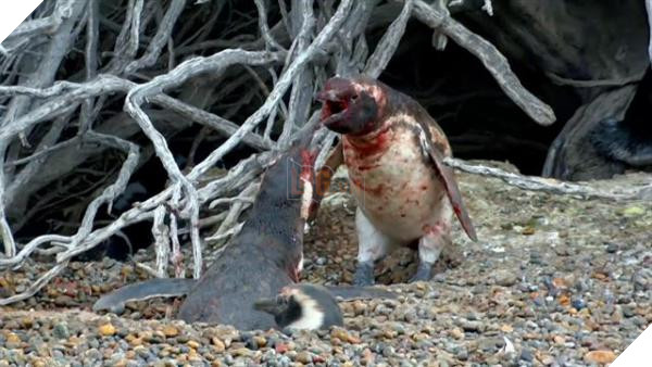 307752003719 1080i 2997 homewreckingpenguin dms 640x360 307840067995