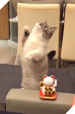 Mèo cưng bắt chước mèo ‘Thần tài’, giơ đôi chân ngắn lên vẩy vẩy khiến CĐM tan chảy 3