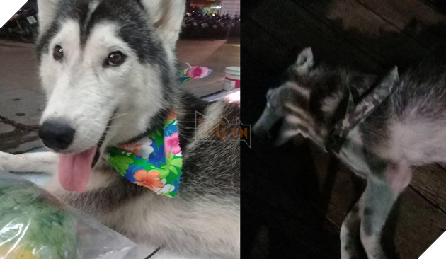 Dân mạng phẫn nộ khi chứng kiến cảnh chú chó đang ngồi chơi bị xe cán qua tàn nhẫn