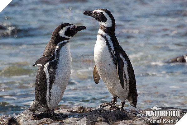 chim canh cut magellan 6 4369