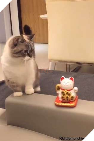 Mèo cưng bắt chước mèo ‘Thần tài’, giơ đôi chân ngắn lên vẩy vẩy khiến CĐM tan chảy 2
