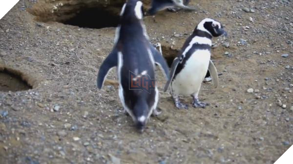 mr penguin homewrecking penguin