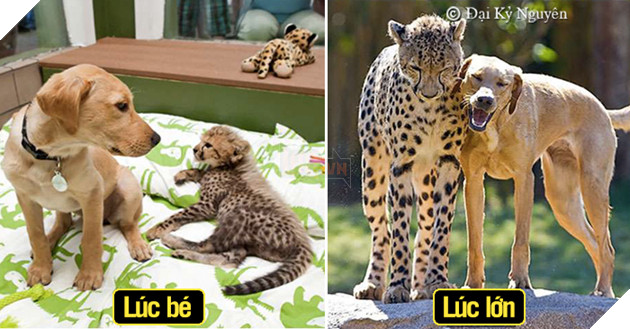 21 bức ảnh siêu dễ thương của thú cưng ‘thanh mai trúc mã’ từ nhỏ đến lớn, nhiều cặp thật khó tin