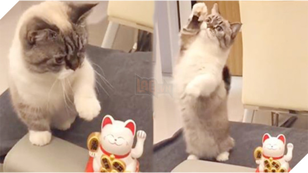 Mèo cưng bắt chước mèo ‘Thần tài’, giơ đôi chân ngắn lên vẩy vẩy khiến CĐM tan chảy