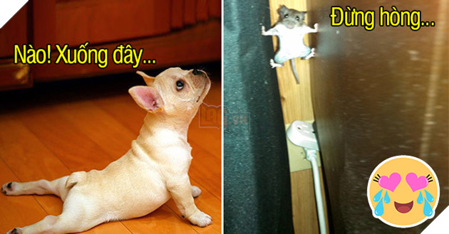 17 khoảnh khắc đáng yêu của thú cưng sẽ xóa tan mệt mỏi trong bạn