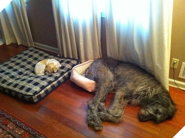 tu the sieu hai huoc cua dong vat 10