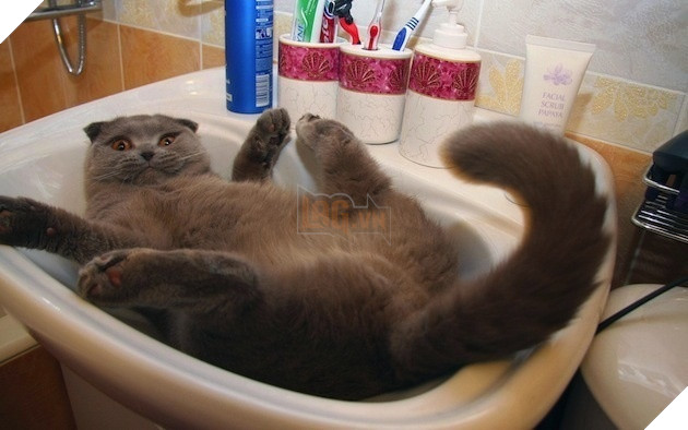 tu the sieu hai huoc cua dong vat 11