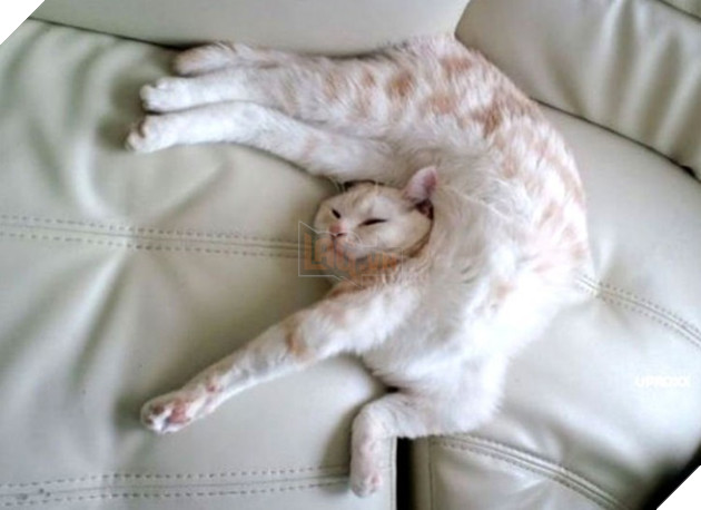 tu the sieu hai huoc cua dong vat 12