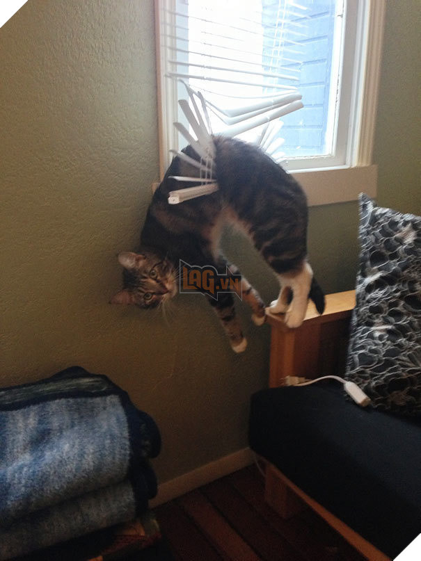 tu the sieu hai huoc cua dong vat 13